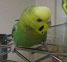 f0196665_094847.jpg