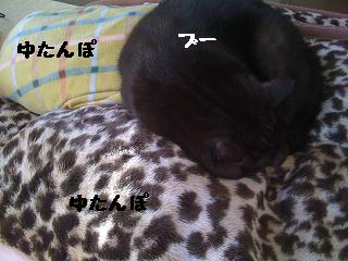 c0165498_961324.jpg