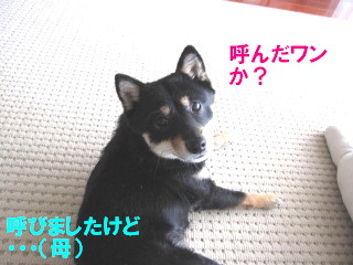 c0185516_12575161.jpg
