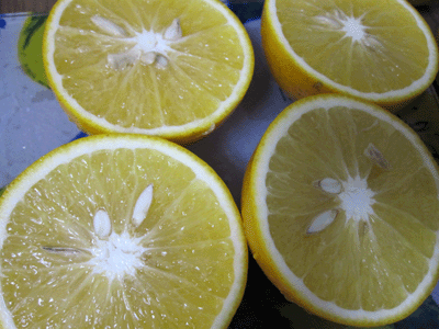 f0161318_10443011.gif