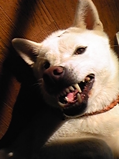 a0151727_1631567.jpg