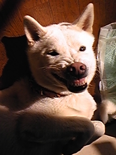 a0151727_16355926.jpg