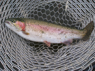 f0065341_1125185.jpg