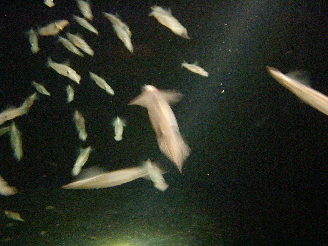 c0131478_22371191.jpg