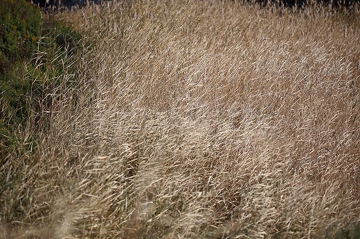 e0190885_2065445.jpg