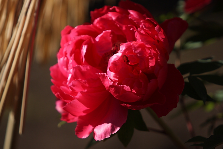 f0164989_6264330.jpg