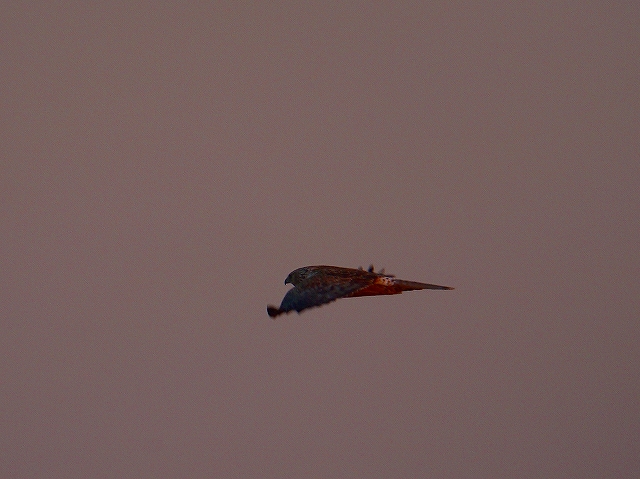 c0213690_314676.jpg