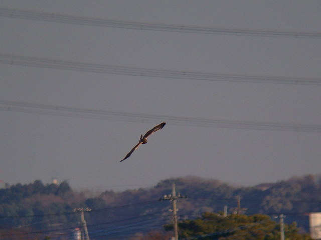 c0213690_33191.jpg