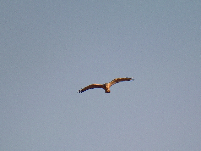 c0213690_33779.jpg
