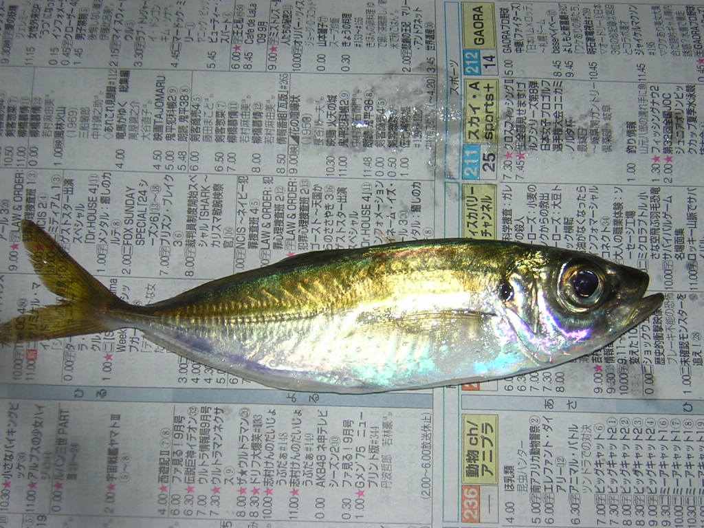 f0181793_22322333.jpg