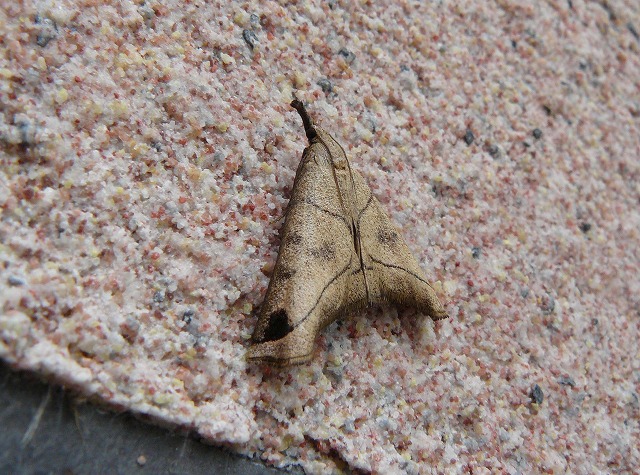 d0019074_10423891.jpg