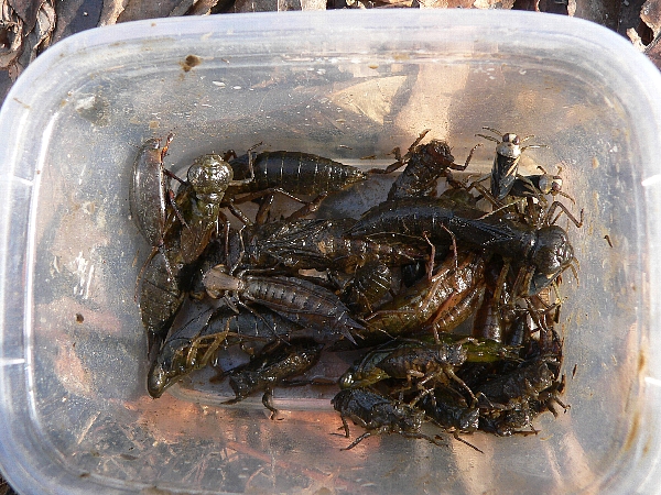 e0002314_2314042.jpg