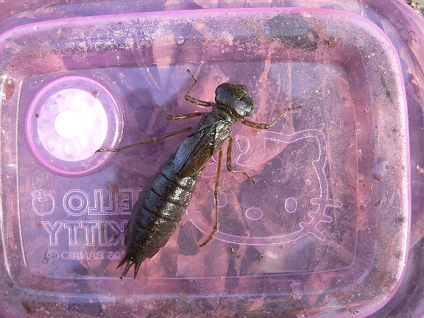 e0002314_2323733.jpg