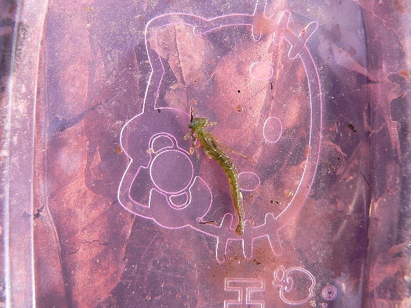 e0002314_235221.jpg