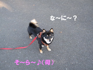 c0185516_2242158.jpg