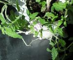 お花1