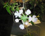 お花2