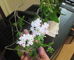 お花3