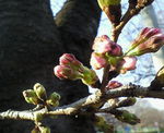 桜の蕾