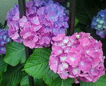 紫陽花1