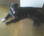 すっきりろく寝そべる