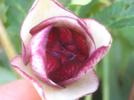 c0025140_1745777.jpg