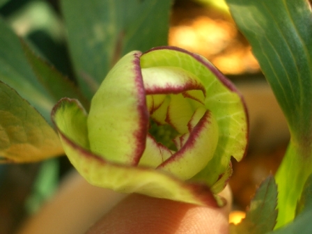 c0025140_17461622.jpg