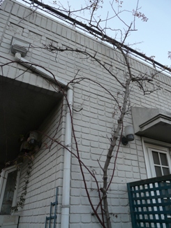 f0195963_1862240.jpg