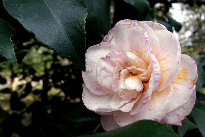 e0083517_233939.jpg
