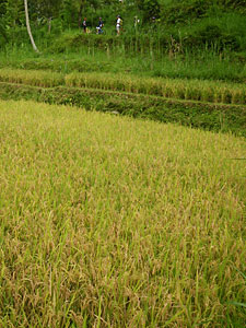 d0023725_1224298.jpg
