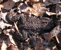 e0181546_105699.jpg