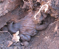 e0181546_11151376.jpg