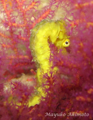 e0027447_11514675.jpg