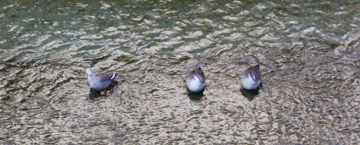 e0098256_0435097.jpg