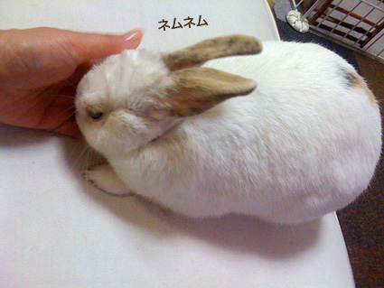 f0201191_21192937.jpg