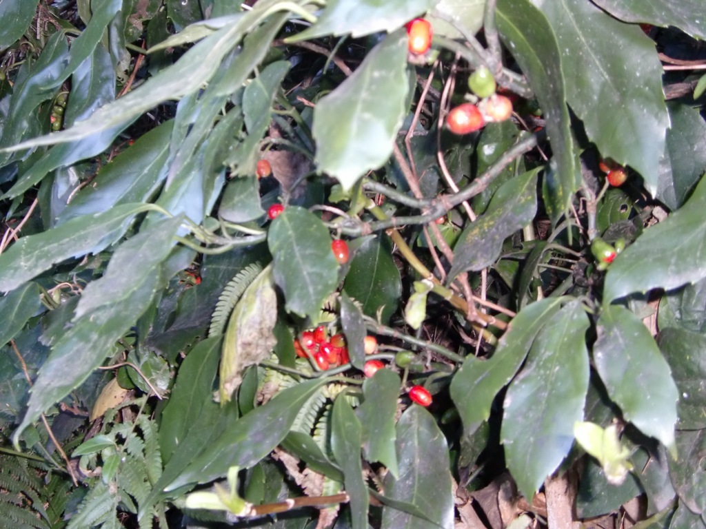 b0029694_1452575.jpg