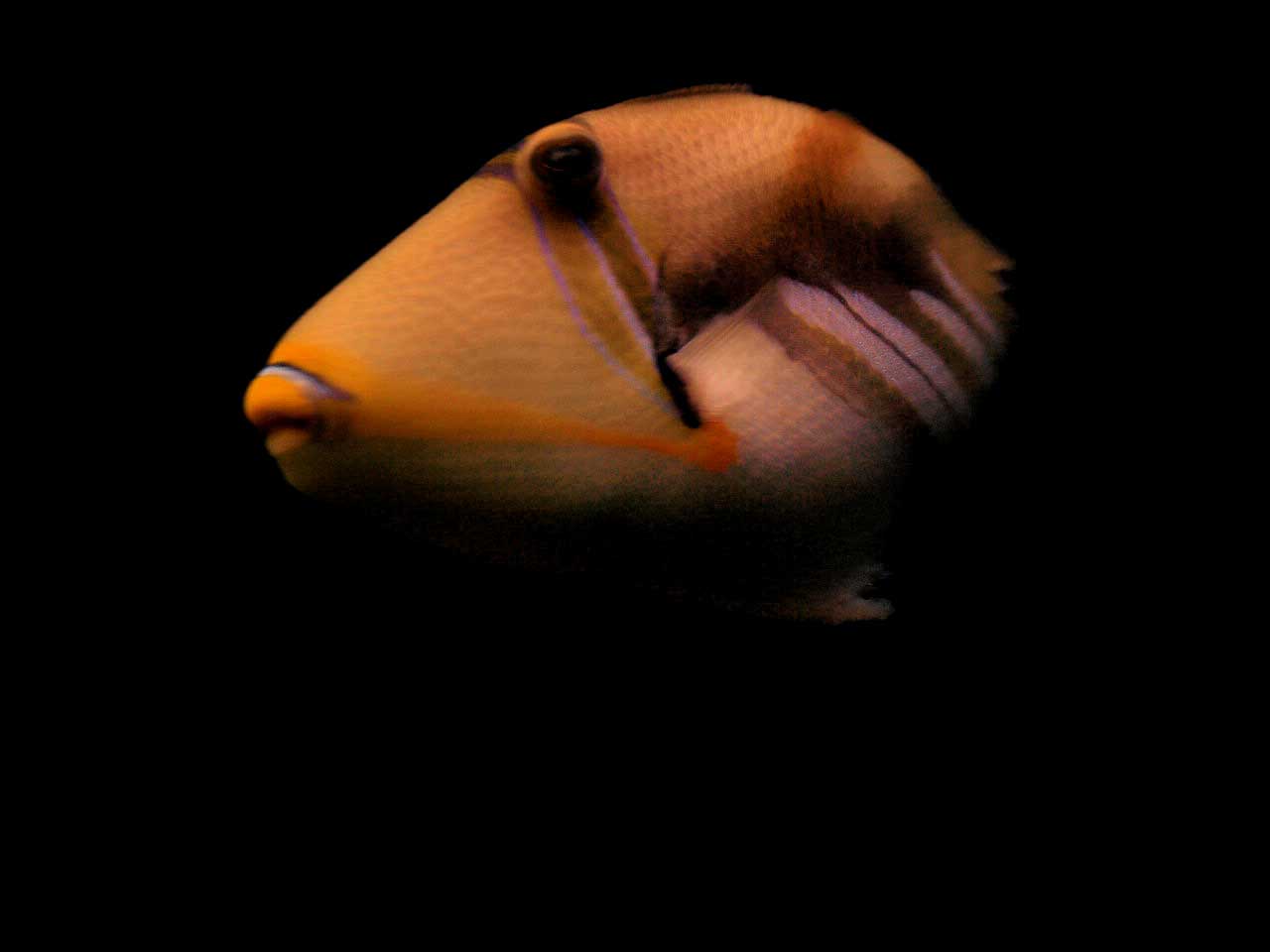 a0157704_3555584.jpg