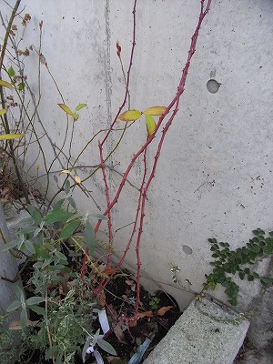 c0214615_1718412.jpg