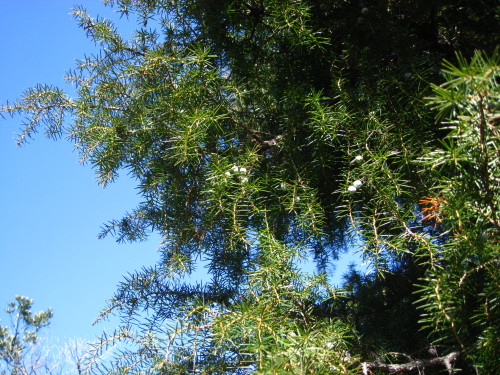 c0179351_21452682.jpg