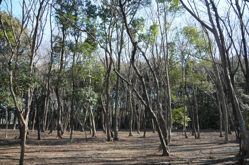 e0159454_89161.jpg