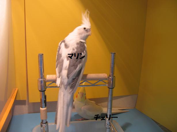 e0027078_11194633.jpg