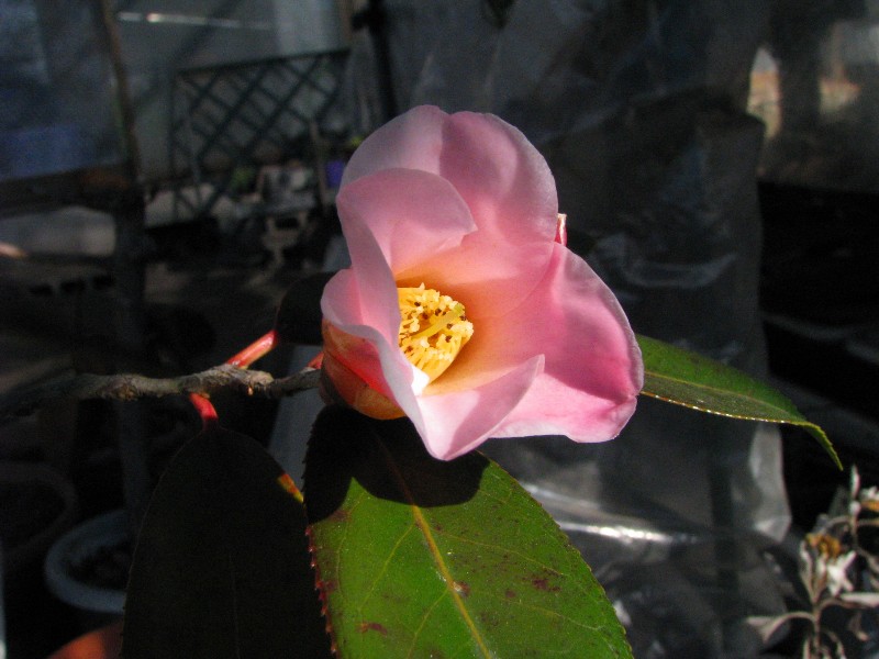 a0004023_9264970.jpg