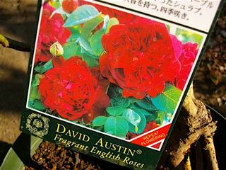 c0199728_1373050.jpg