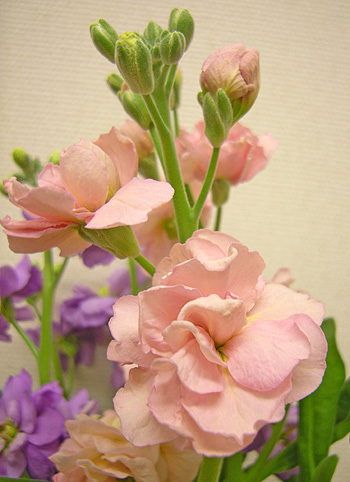 a0001354_22432312.jpg