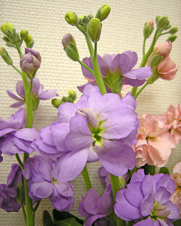 a0001354_22433386.jpg