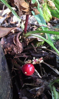 c0189894_16315046.jpg