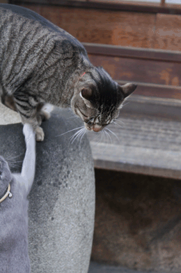 e0156015_9302996.gif