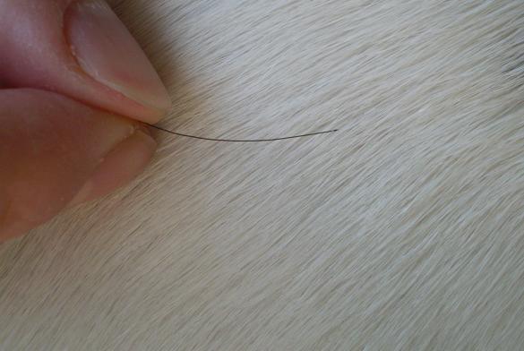 e0146340_11325889.jpg