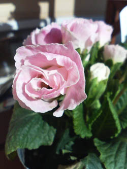f0204440_1554512.jpg