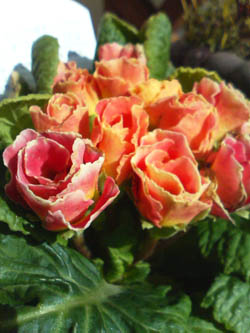 f0204440_205054.jpg